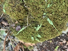 Asplenium rhizophyllum