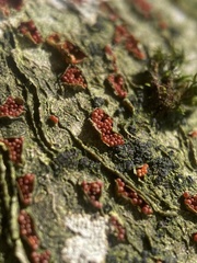 Neonectria coccinea