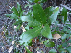 Quercus parvula