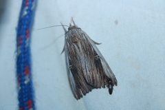 Catocala herodias gerhardi