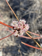 Eriogonum nudum auriculatum