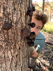 Daldinia concentrica