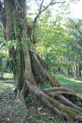 Ficus costaricana