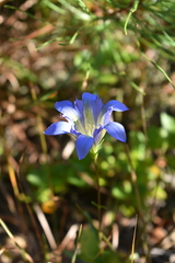 Gentiana autumnalis