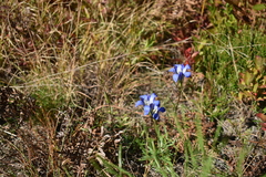 Gentiana autumnalis