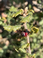 Disholcaspis prehensa