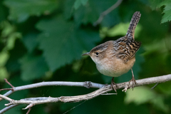 Cistothorus stellaris