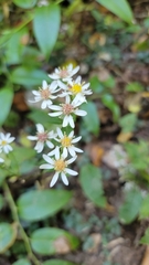 Sericocarpus asteroides