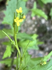 Sisymbrium officinale