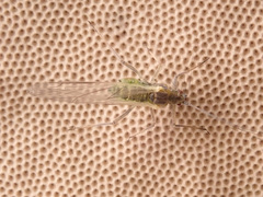 Euceraphis