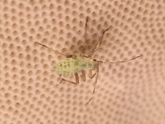 Euceraphis