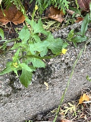 Sisymbrium officinale