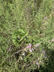 Desmodium illinoense