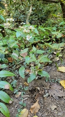 Sericocarpus asteroides