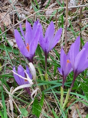 Crocus nudiflorus