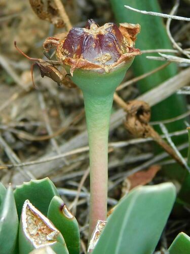 Brianhuntleya purpureostyla, photograph 1