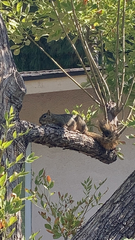 Sciurus niger