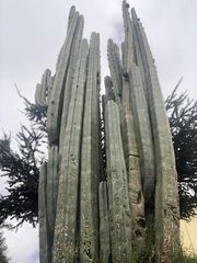 Yucca filifera