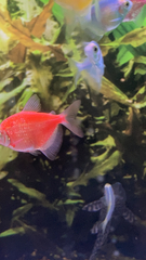 Gymnocorymbus ternetzi