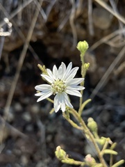 Hemizonia congesta luzulifolia