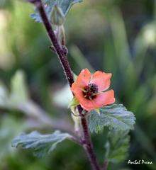 Sphaeralcea bonariensis