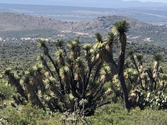 Yucca filifera