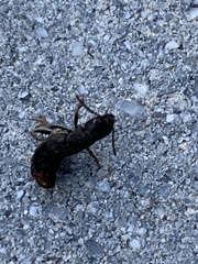 Platydracus mysticus