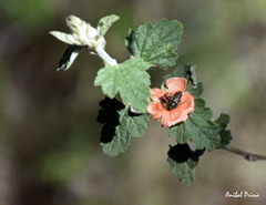 Sphaeralcea bonariensis