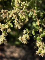 Baccharis pilularis consanguinea