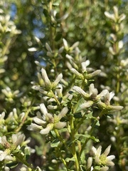 Baccharis pilularis consanguinea