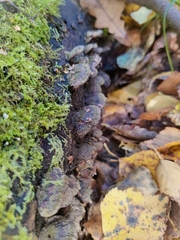 Mensularia radiata