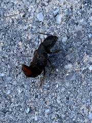 Platydracus mysticus