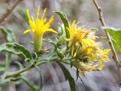 Ericameria obovata