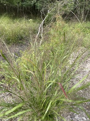 Coleataenia rigidula