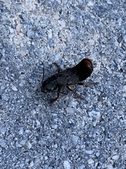 Platydracus mysticus