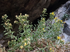 Ericameria obovata