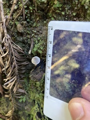 Pseudobaeospora