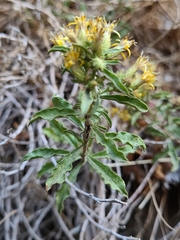 Ericameria obovata