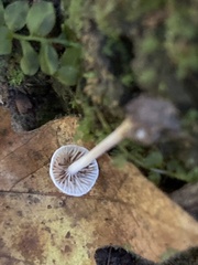 Pseudobaeospora