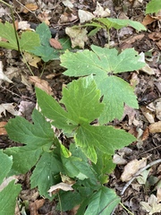 Hydrastis canadensis