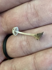 Pseudobaeospora