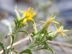 Ericameria obovata