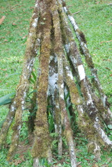 Socratea exorrhiza