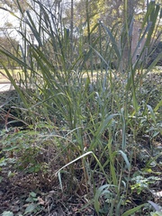 Chlorophytum comosum