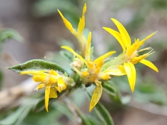 Ericameria obovata