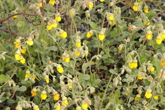 Hermannia multiflora