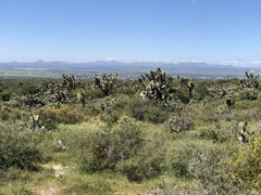 Myrtillocactus geometrizans