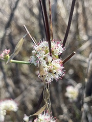 Eriogonum nudum auriculatum