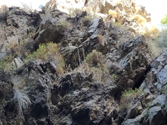 Ericameria obovata