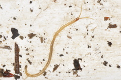 Geophilus flavus